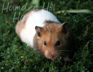 Triad- Yellow Black Banded Shorthaired Syrian Hamster