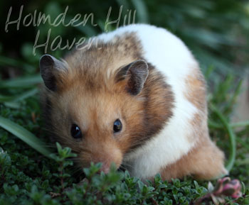 Triad- Yellow Black Banded Shorthaired Syrian Hamster