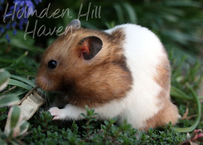 Triad- Yellow Black Banded Shorthaired Syrian Hamster