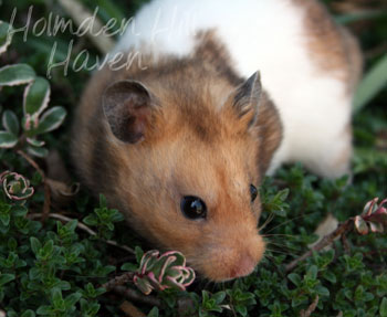 Triad- Yellow Black Banded Shorthaired Syrian Hamster