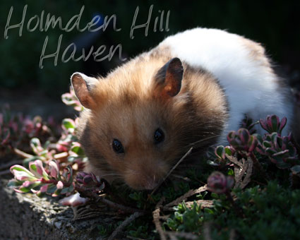 Triad- Yellow Black Banded Shorthaired Syrian Hamster