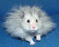 Tarot Hamsters Owl Golden Dominant Spot Longhaired Rex Syrian